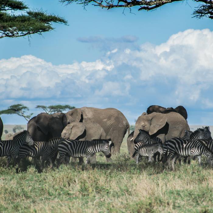 Maasai Mara Stejos Tours