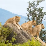 3 Days 2 Nights Tsavo Private Safari Package