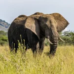 3 Days 2 Nights Amboseli National Park Private Safari Package