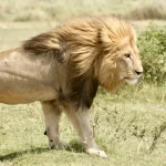 3 Days 2 Nights Amboseli National Park Private Safari Package