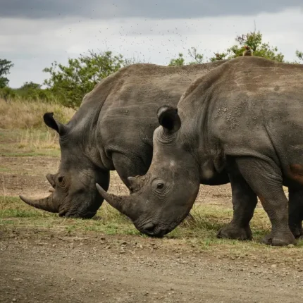 3 Days 2 Nights Amboseli National Park Private Safari Package