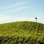 Kiambethu Tea Farm Stejos Tours