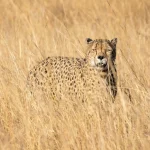 10 DAYS 9 NIGHTS NGORONGORO, SERENGETI, MANYARA & TARANGIRE PACKAGE