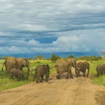 10 DAYS 9 NIGHTS NGORONGORO, SERENGETI, MANYARA & TARANGIRE PACKAGE