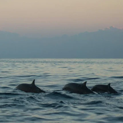 Dolphin Watch at Wasini Island Stejos Tours and Travel