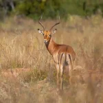 3 Days 2 Nights Samburu Private Safari Package