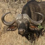 3 Days 2 Nights Samburu Private Safari Package