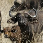 3 Days 2 Nights Samburu Private Safari Package