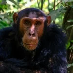 5 Days 4 Nights Rwanda Package | Chimpanzees Trek