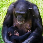 5 Days 4 Nights Rwanda Package | Chimpanzees Trek