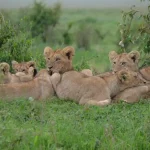 7 Days 6 Nights Maasai Mara, Nakuru & Amboseli Safari Package