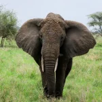 7 Days 6 nights Serengeti, Ngorongoro and Tarangire