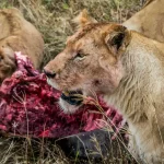 7 Days 6 nights Serengeti, Ngorongoro and Tarangire