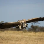 8 Days 7 Nights Kenya Tanzania Safari Package