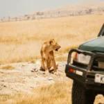 8 Days 7 Nights Kenya Tanzania Safari Package