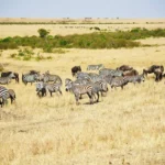 8 Days 7 Nights Kenya Tanzania Safari Package