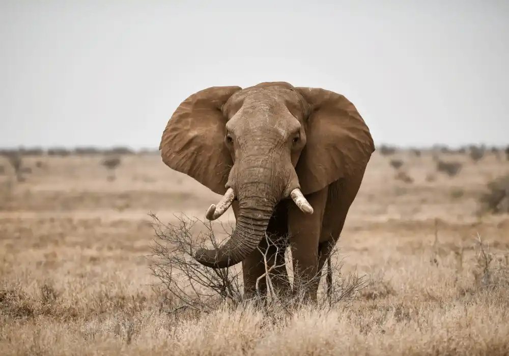 Stejos Tours and Travel with the snapshots fo the wild elephants of Amboseli