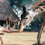 Nairobi Full Day Tour Stejos Tours and Travel