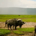 Stejos-Tours-and-Travel-6-Days-5-Nights-Serengeti-Lake-Manyara-Ngorongoro-package