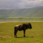 Stejos-Tours-and-Travel-6-Days-5-Nights-Serengeti-Lake-Manyara-Ngorongoro-package