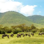 Stejos-Tours-and-Travel-6-Days-5-Nights-Serengeti-Lake-Manyara-Ngorongoro-package